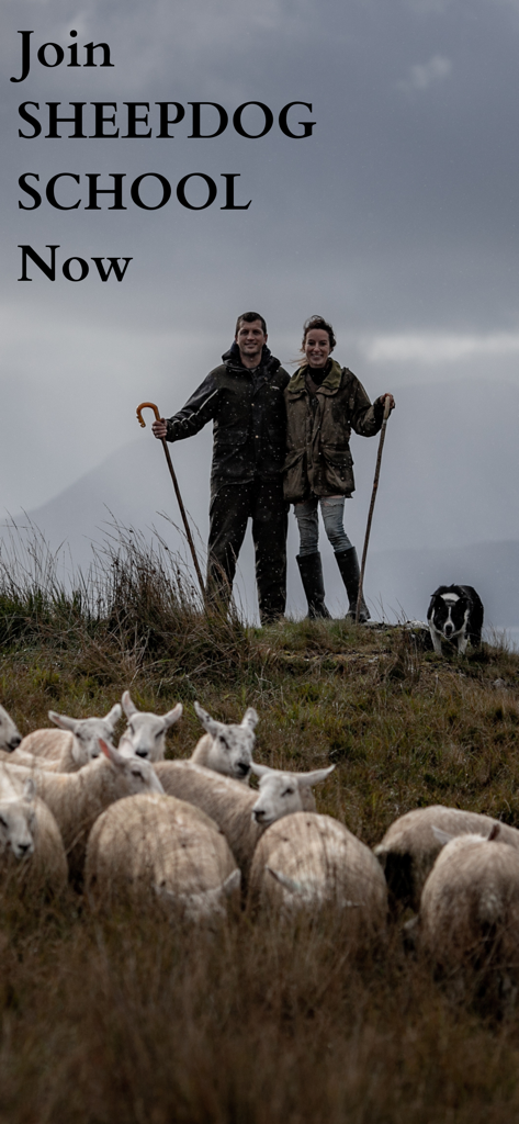 Sheepdog School - A man and a woman standing on a hill with their border collie and a flock of sheep