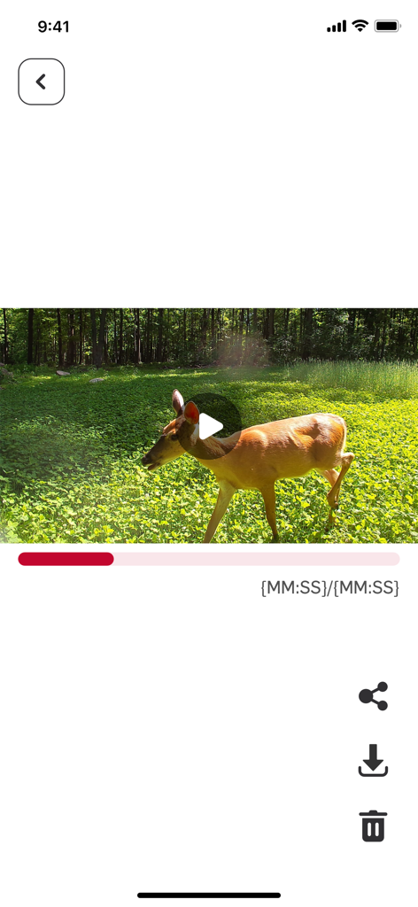 Nordic Hunter - Video playback of a deer in a sunny clearing captured by a trail camera in the Nordic Hunter app