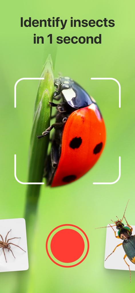 Bug Identifier: Insect, Spider - Interface do aplicativo Identificador de Insetos escaneando uma joaninha em uma folha para identificação instantânea