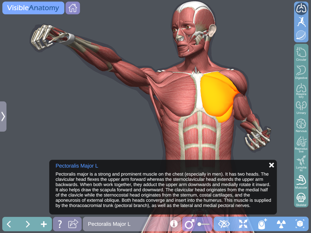 Visible Anatomy - 3D visualization of the human pectoralis major muscle with medical information in the Visible Anatomy app.