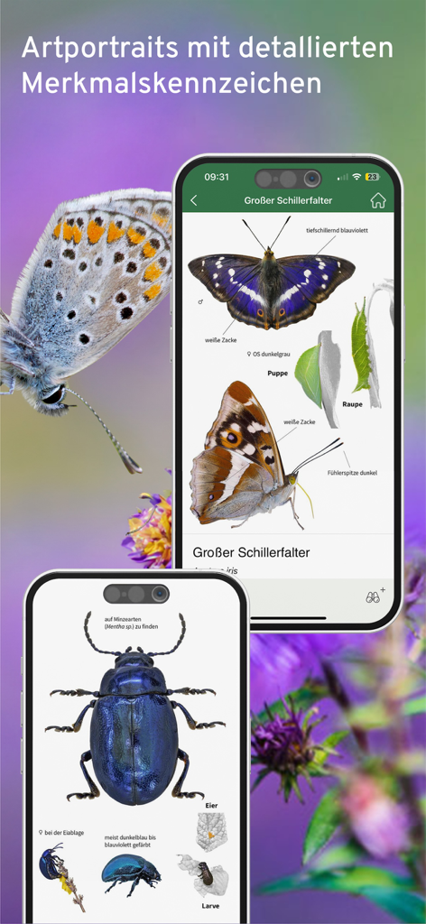 Detailed insect species portraits with identification markers for butterflies and beetles in a mobile app