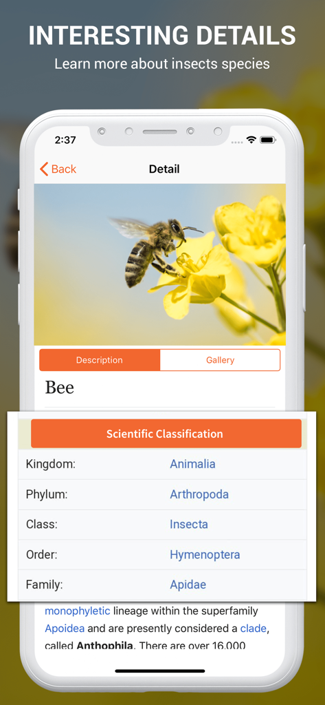 Clasificación científica detallada de una abeja en la aplicación identificador de insectos.