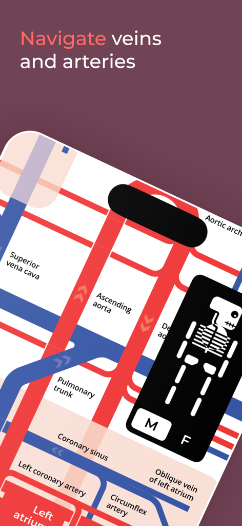 Body Map: Anatomy Simplified - A schematic diagram of the human circulatory system designed like a metro map with labeled veins and arteries.