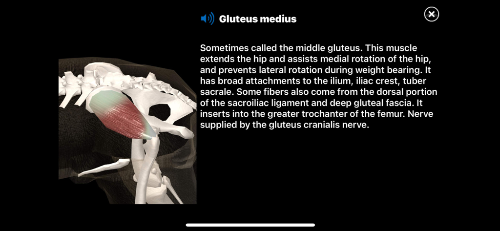 Visualización 3D del músculo glúteo medio en un esqueleto canino con descripción anatómica