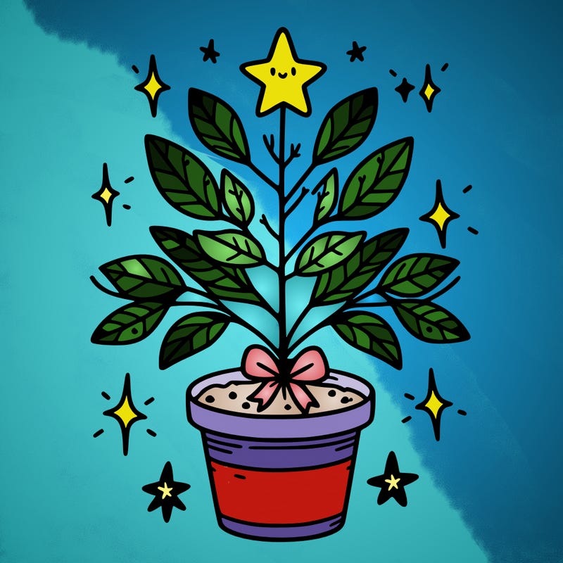 christmas plant