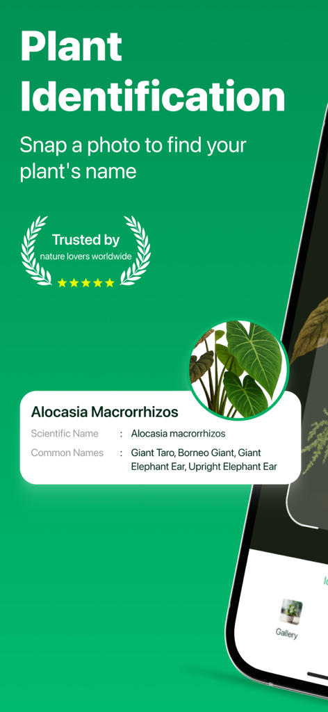 Plant ID - AI Identify Plants - Interfaz de aplicación móvil para identificar plantas usando IA con una Alocasia Macrorrhizos.