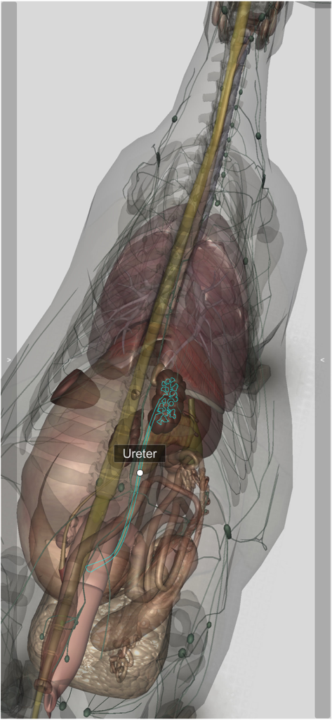 A 3D anatomical model of a cow's internal organs highlighting the ureter structure.