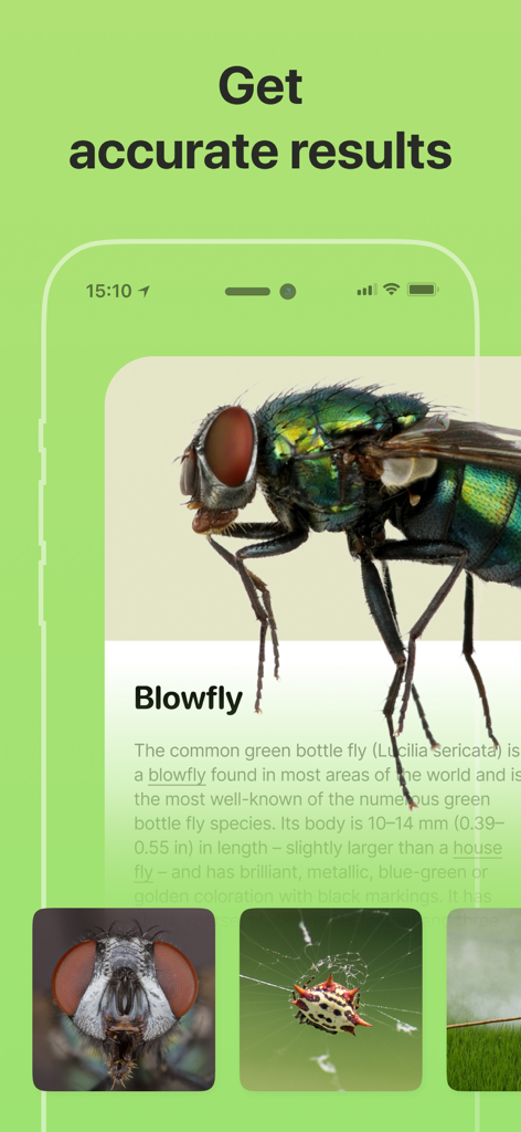 Bug Identifier: Insect, Spider - Interface do aplicativo de identificação de insetos mostrando resultados precisos para uma mosca-varejeira