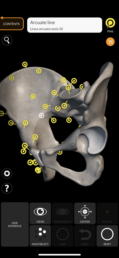 Skeleton 3D Anatomy - Modello 3D di un bacino umano con pin anatomici e termini latini nell'app Anatomia 3D Scheletro