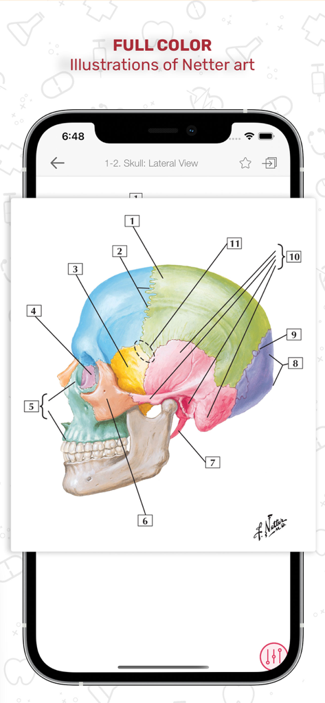 Netters Anatomy Flash Cards - Full color Netter anatomy illustration of a human skull lateral view with numbered labels
