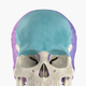 Anatomyka Skeleton