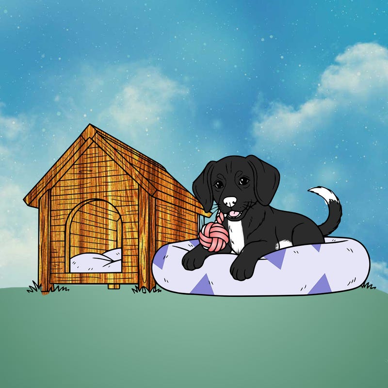 border beagle puppy on a dog bed outside next to a dog house with a toy in her mouth.