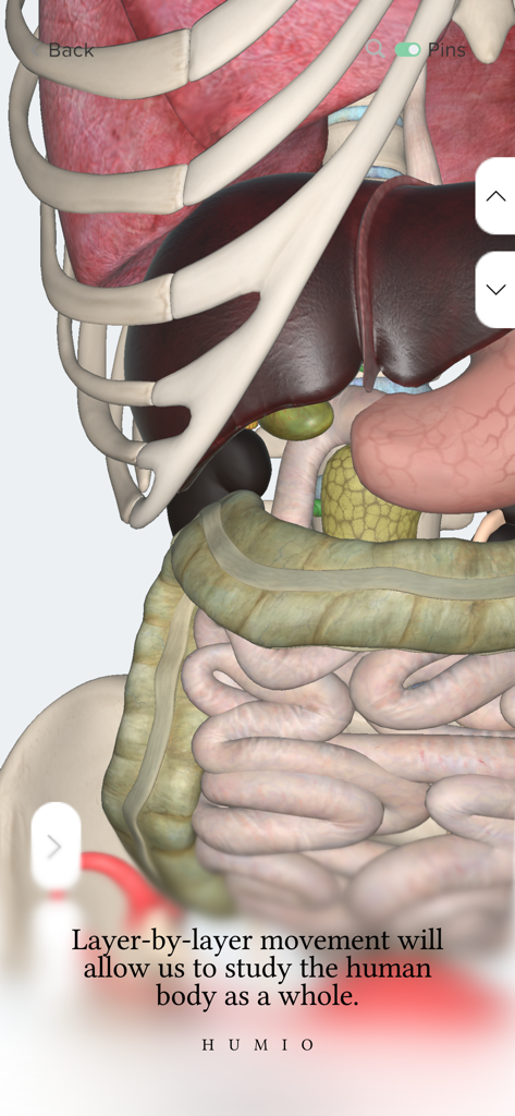 Humio: 3D Human Anatomy - Un detallado modelo anatómico 3D del torso humano que muestra órganos internos como el hígado y el estómago capa por capa.
