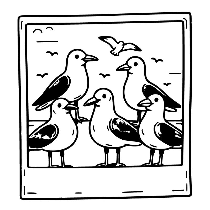 seagulls in a polaroid picture
