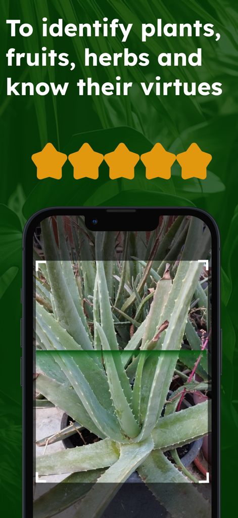 Medicinal herbs identification - Aplicación de identificación de hierbas medicinales escaneando una planta de aloe vera