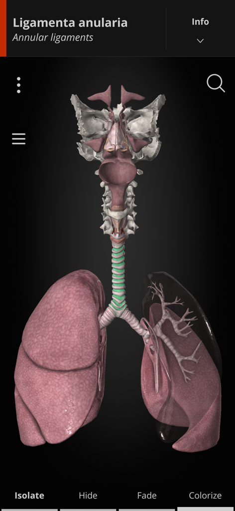 Anatomyka - A 3D anatomical model of the human respiratory system highlighting the annular ligaments in the Anatomyka app