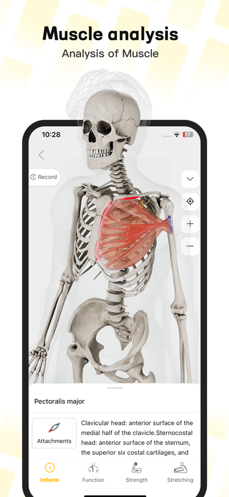 Análise muscular 3D do peitoral maior no aplicativo de anatomia Seebody