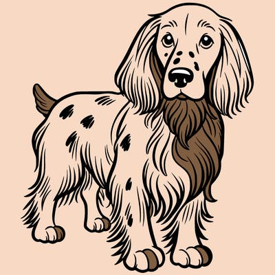 english setter dog