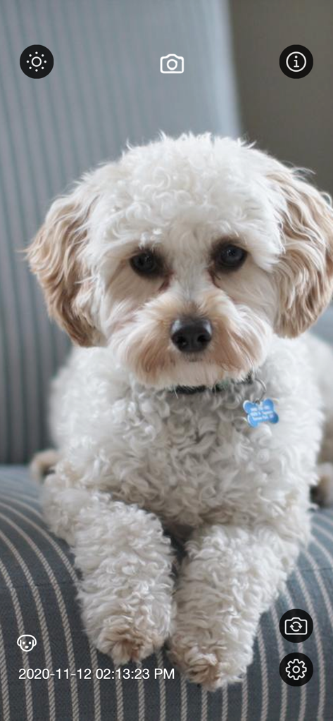 A white dog being monitored on a smartphone screen using the Motion Detector Camera app with pet detection active