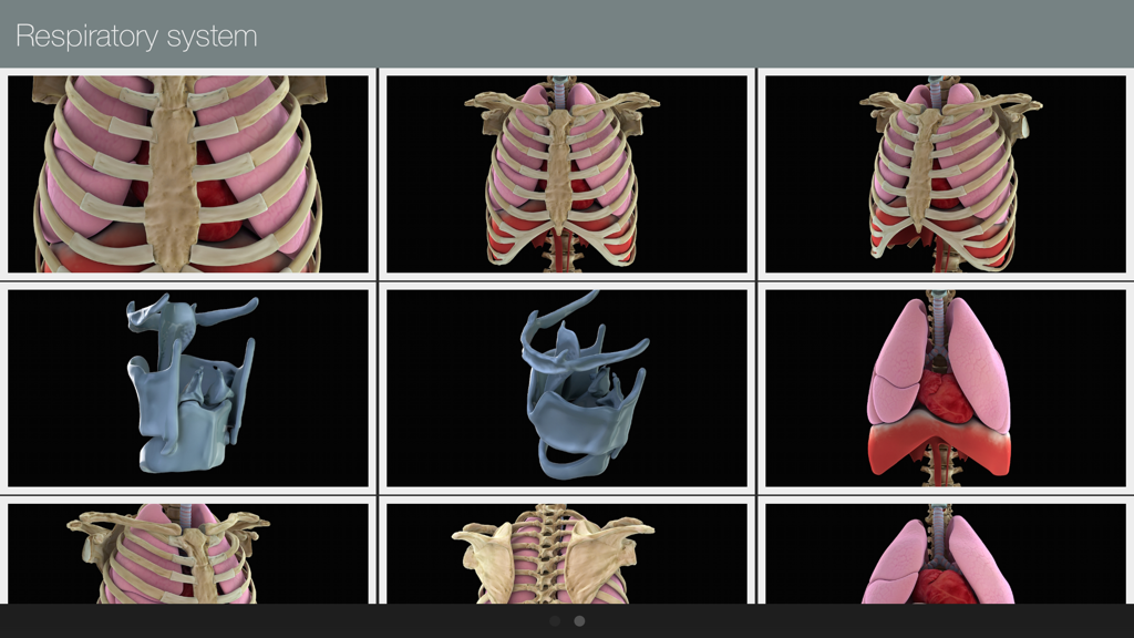 Anatomed - 3D Medical Image - A grid view of 3D medical images depicting different angles of the human respiratory system including lungs and rib cage.