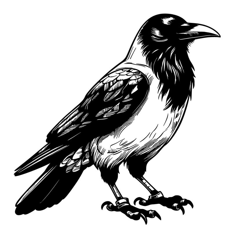 realistic crow