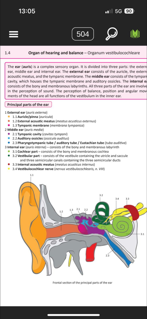Memorix Anatomy and Histology - Diagramma anatomico dell'orecchio umano con etichette nell'app Memorix