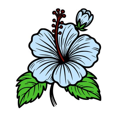 hibiscus flower