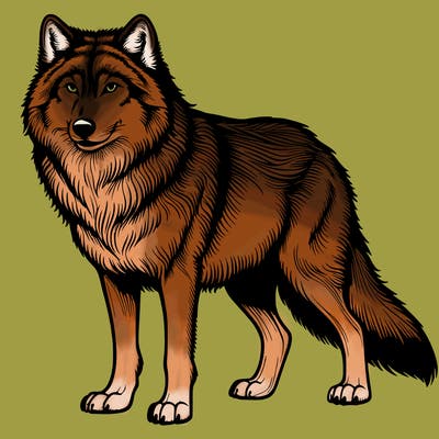 realistic wolf