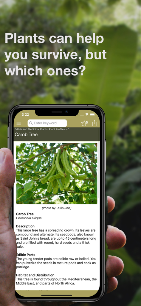 Wild Plant Survival Guide - Une main tenant un smartphone affichant un profil détaillé d'un caroubier dans l'application Guide de survie des plantes sauvages, sur fond de feuilles vertes.