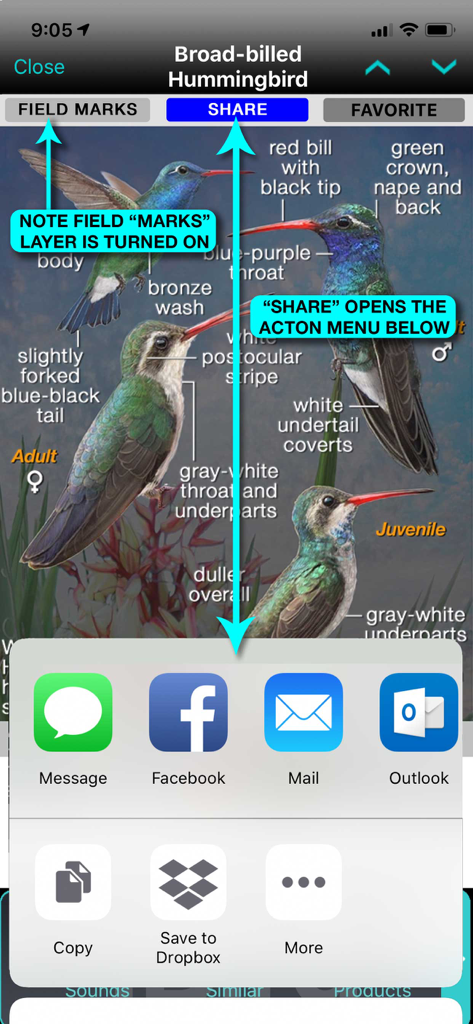 Capture d'écran de l'application iBird Pro illustrant les caractéristiques d'identification du Colibri à bec large et le menu de partage intégré.