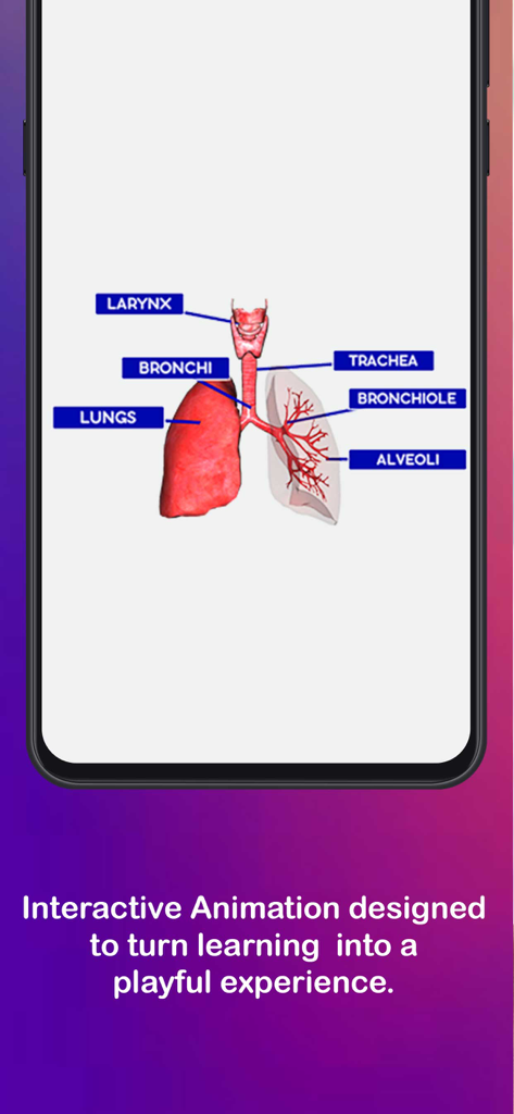 解剖学的なラベル付きの人間の呼吸器系の3Dインタラクティブ図