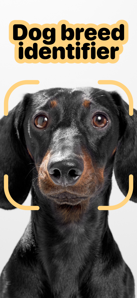 Dog scanner - Gos - Nahaufnahme eines schwarzbraunen Hundes, der vom KI-Rassen-Erkenner der Dog scanner App gescannt wird