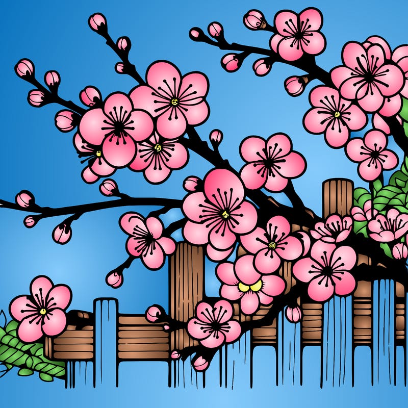 japan cherry blossom