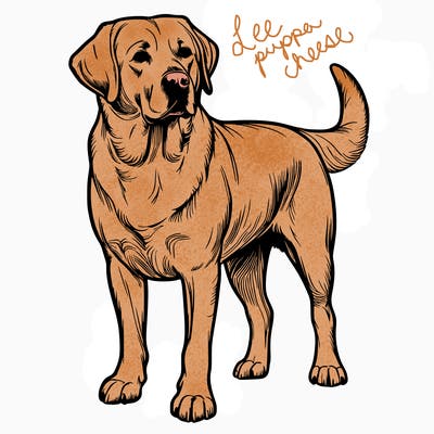 realistic dog yellow lab