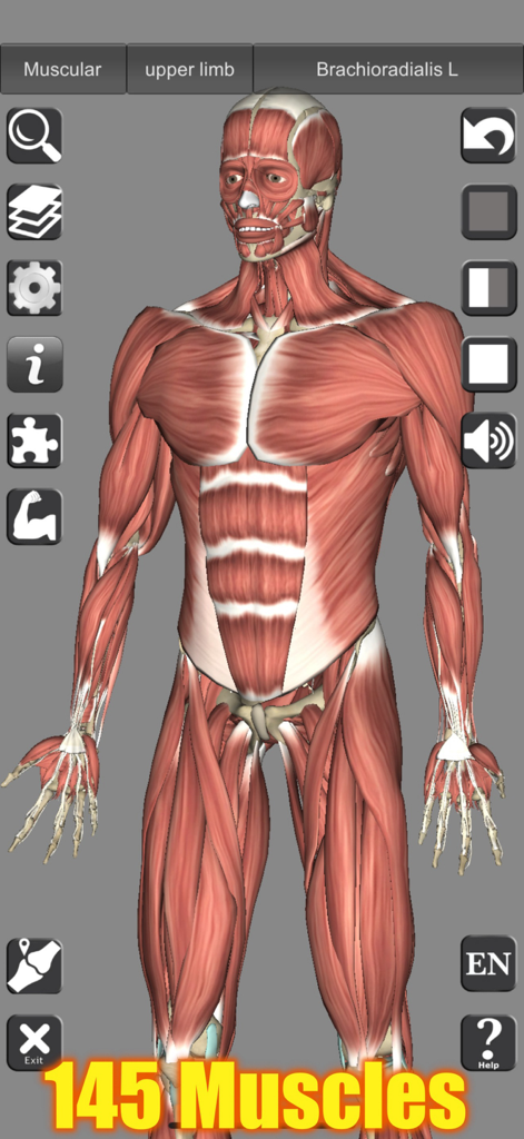 A detailed 3D visualization of the human muscular system with interactive anatomical controls