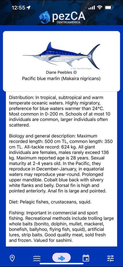 Species information screen for Pacific blue marlin in the PezCA mobile app