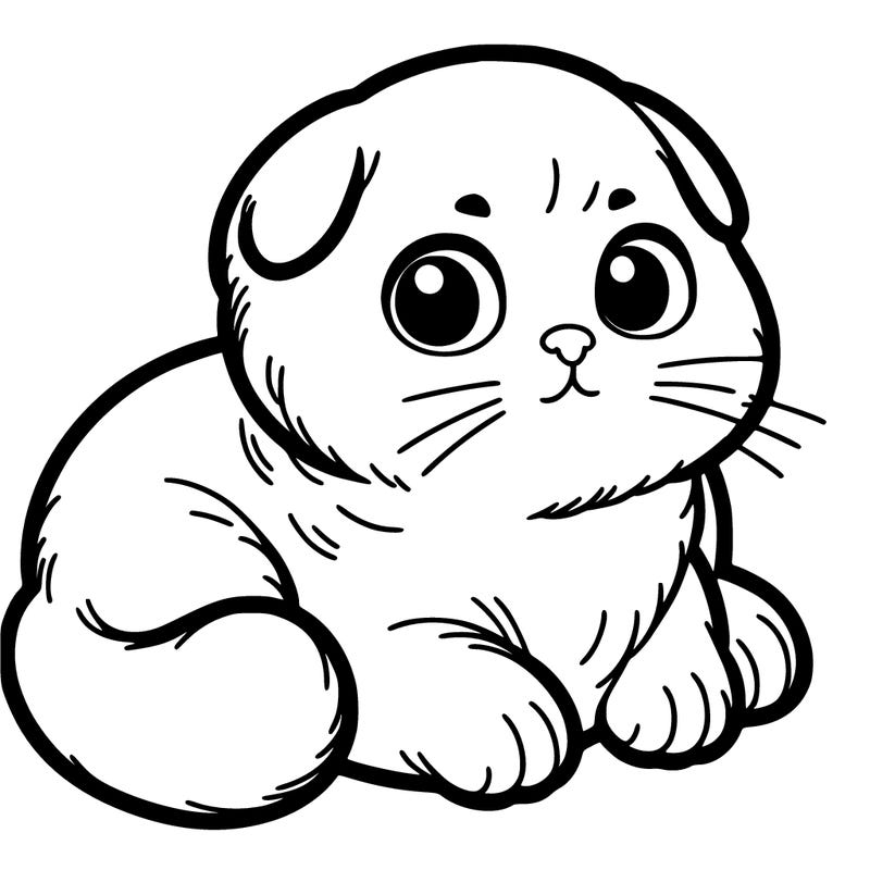 scottish fold cat