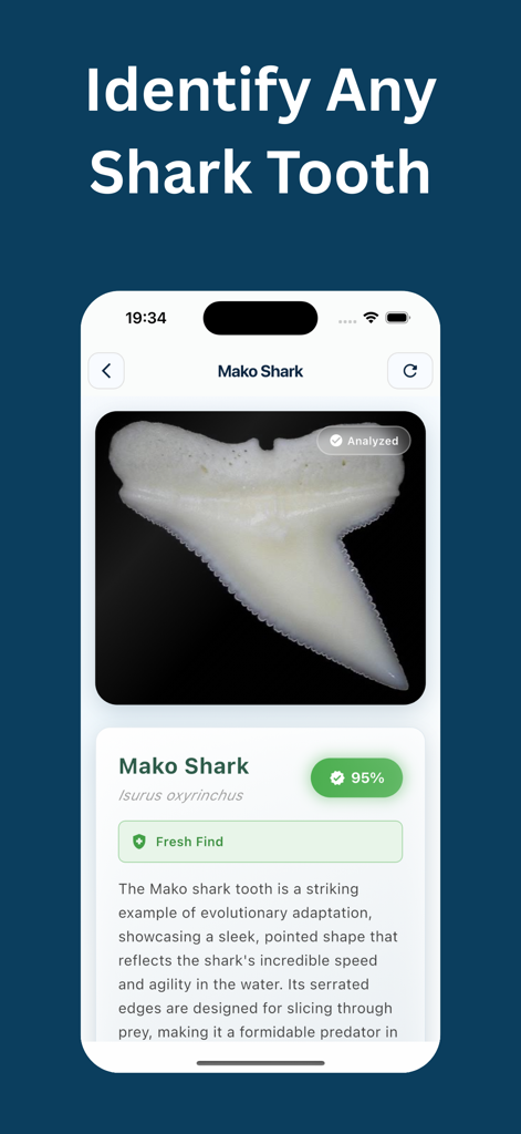Shark Tooth Identifier: Scan - Shark Tooth Identifier app screen identifying a Mako shark tooth with a 95 percent confidence rating
