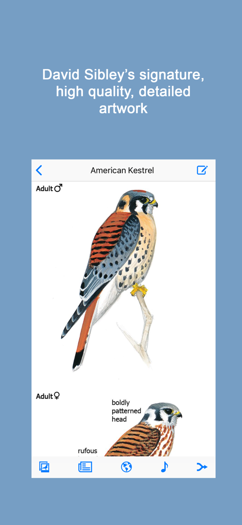 Illustrations détaillées d'un faucon crécerelle dans l'application Oiseaux Sibley 2e Édition montrant les caractéristiques d'identification scientifique.