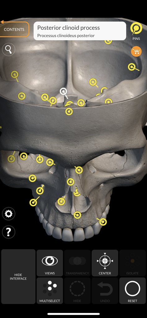 Detailed 3D human skull model with interactive anatomical labels and medical terminology