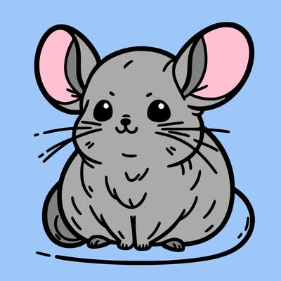 chinchilla
