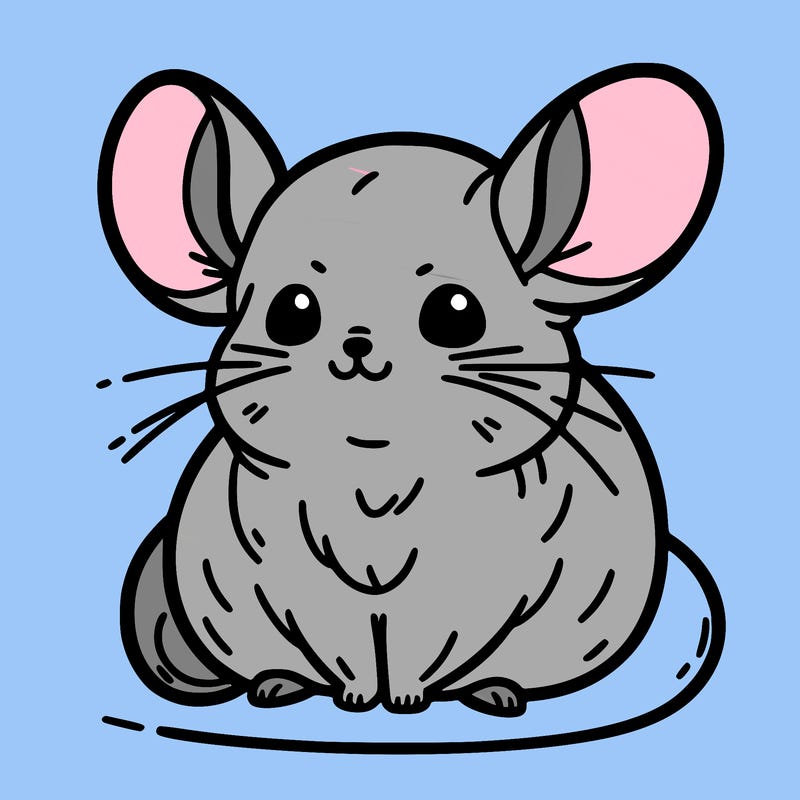 chinchilla