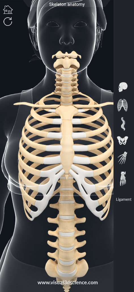 My Skeleton Anatomy - A detailed 3D visualization of a human rib cage and spine within the My Skeleton Anatomy app interface