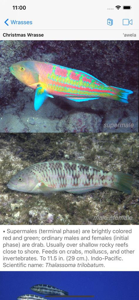 Schermata di identificazione della Donzella di Natale nell'app Snorkel Fish Hawaii che mostra varianti supermaschili e femminili