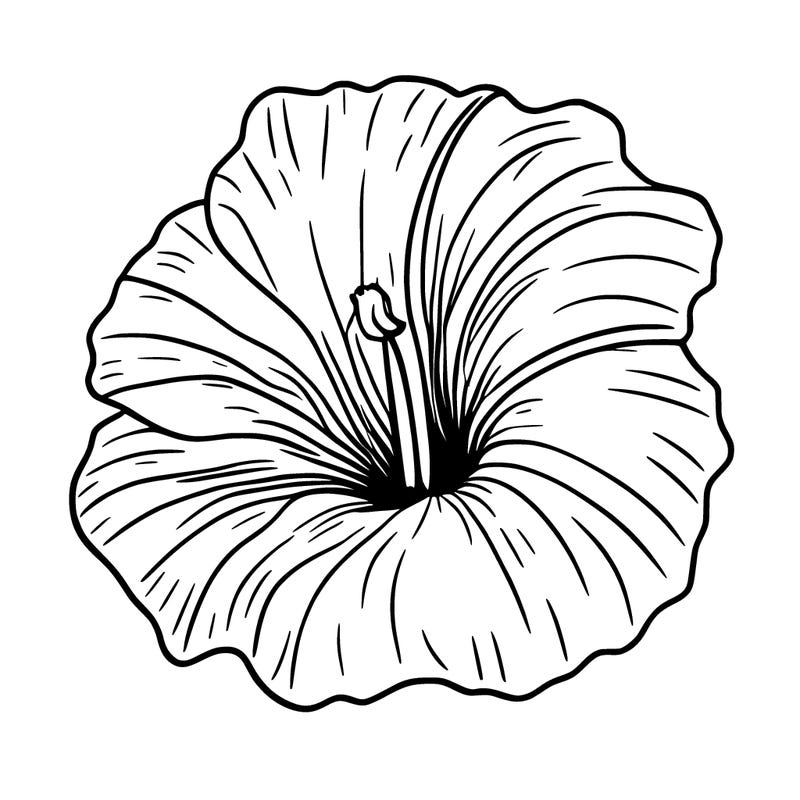 hibiscus flower