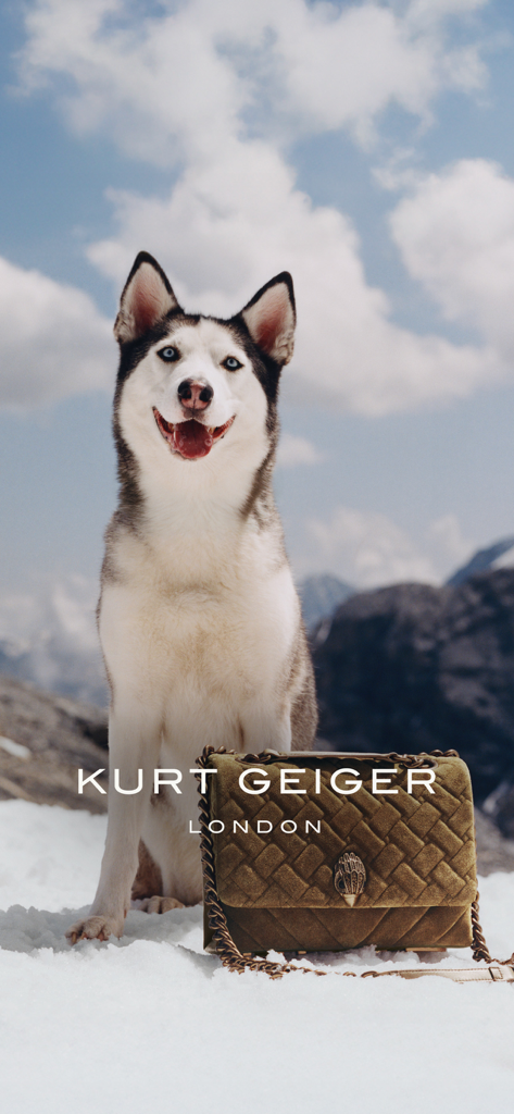 Kurt Geiger: Shop Shoes & Bags - Kurt Geiger velvet handbag next to a husky in the snow