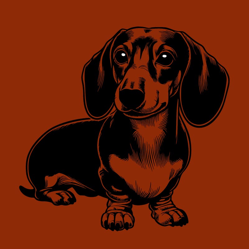 realistic short hair dachshund