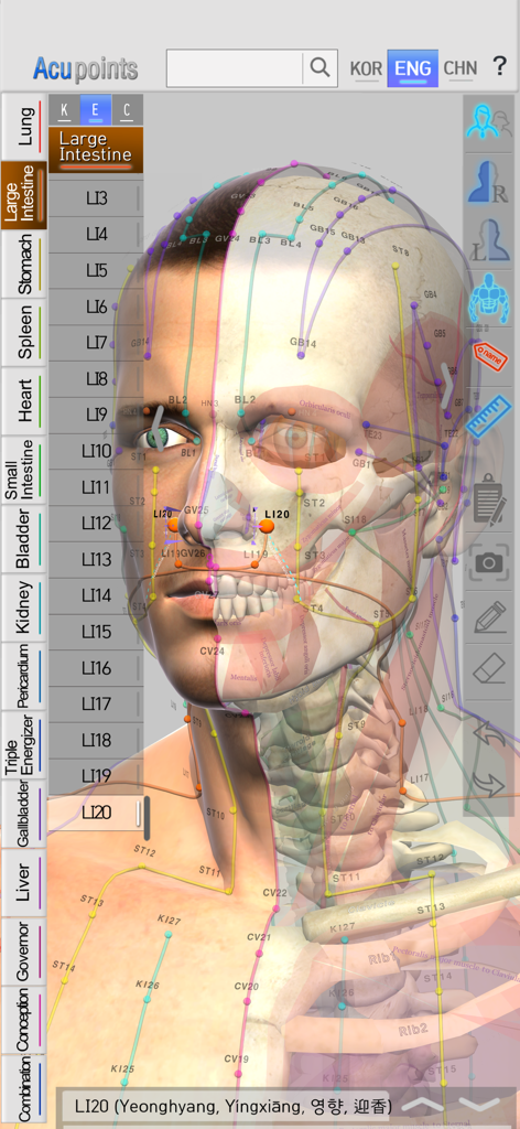 Acupoints for iOS - 3D anatomical visualization of acupuncture points and meridians on a human head in the Acupoints app