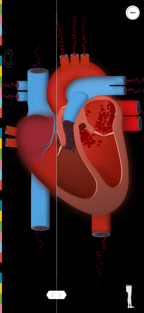 Anatomical cross section of a human heart showing blood flow in The Human Body Lite educational app