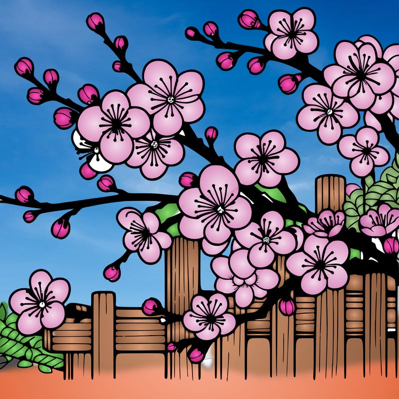 japan cherry blossom